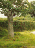 wpe31121.gif (368868 bytes)